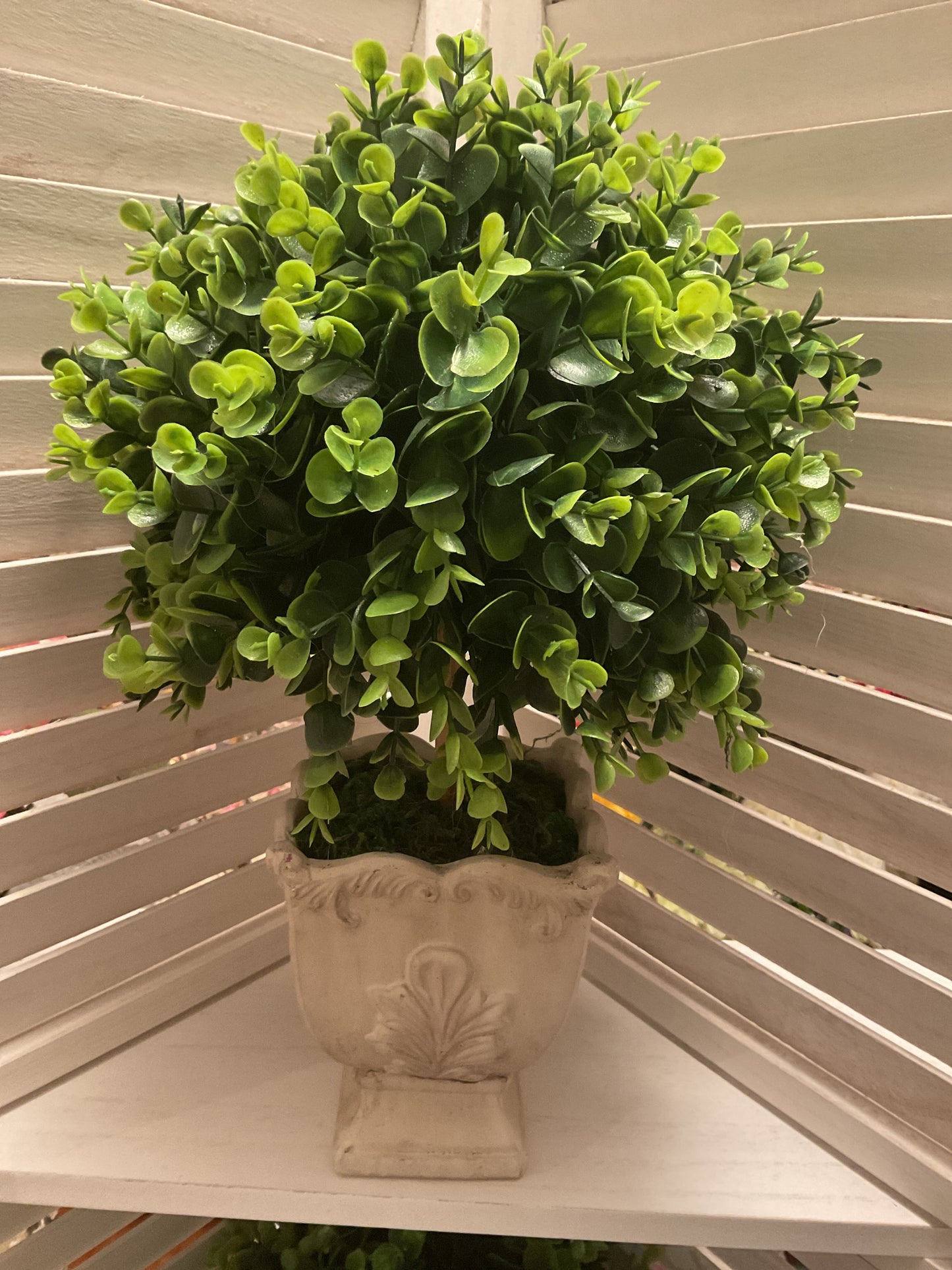 English Boxwood in Urn
