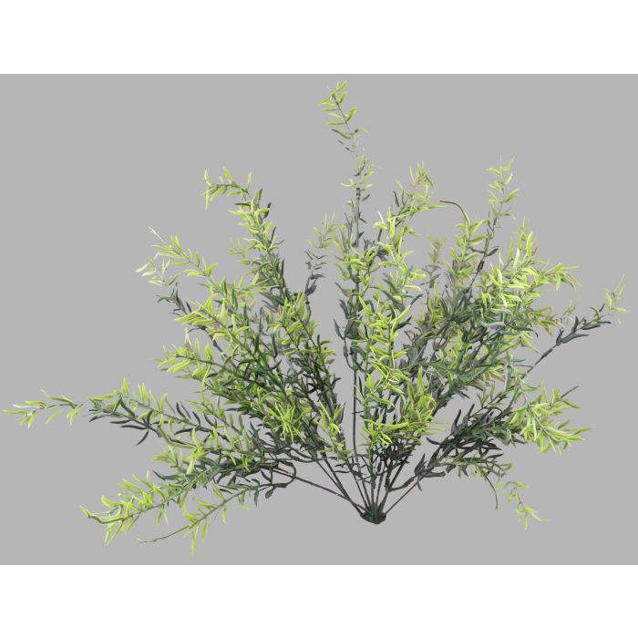 Spingerri Bush
