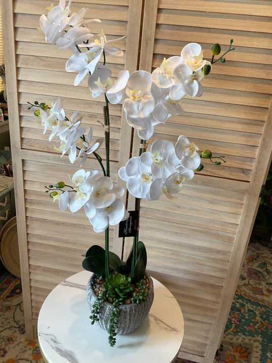 Orchid Arrangement