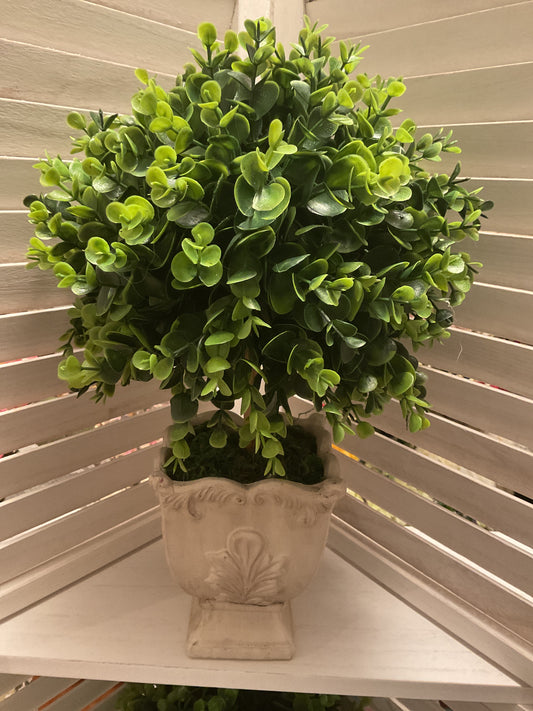 English Boxwood in Urn