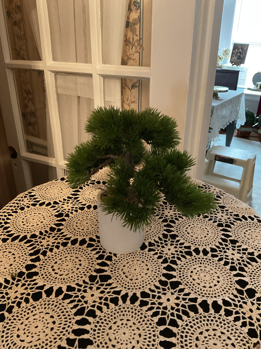 Bonsai Plant in Ceramic Pot