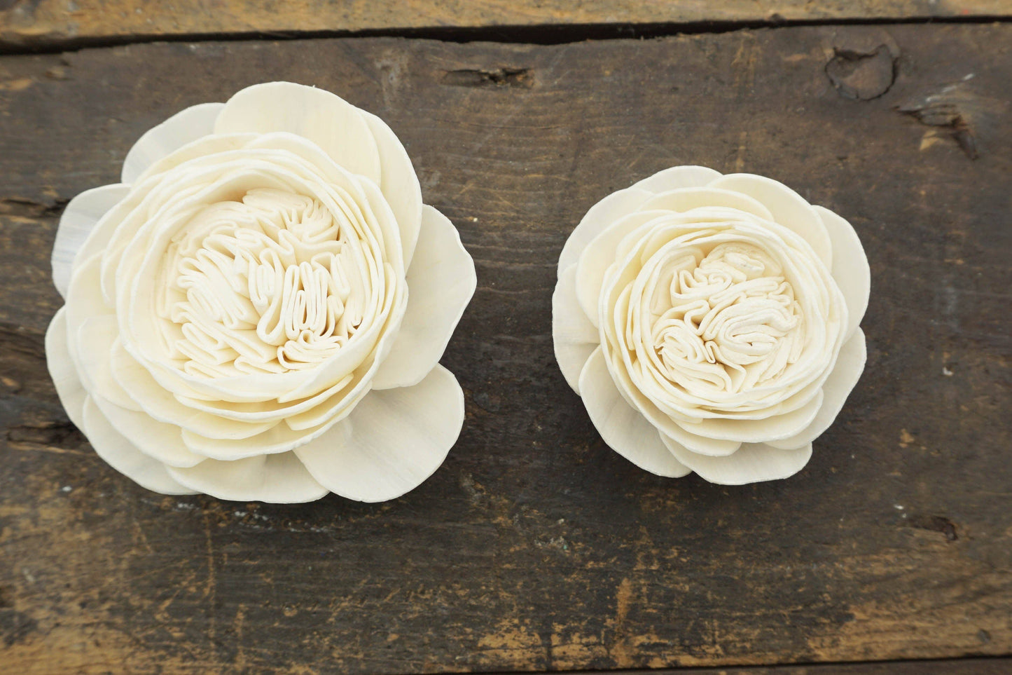 Cabbage Rose (sola wood flower) - Set of 12- 2.5 Inches