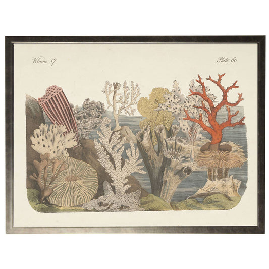 Framed vintage horizontal sealife bookplate A: Silver Frame 1390-70 Qq / 10" X 8"