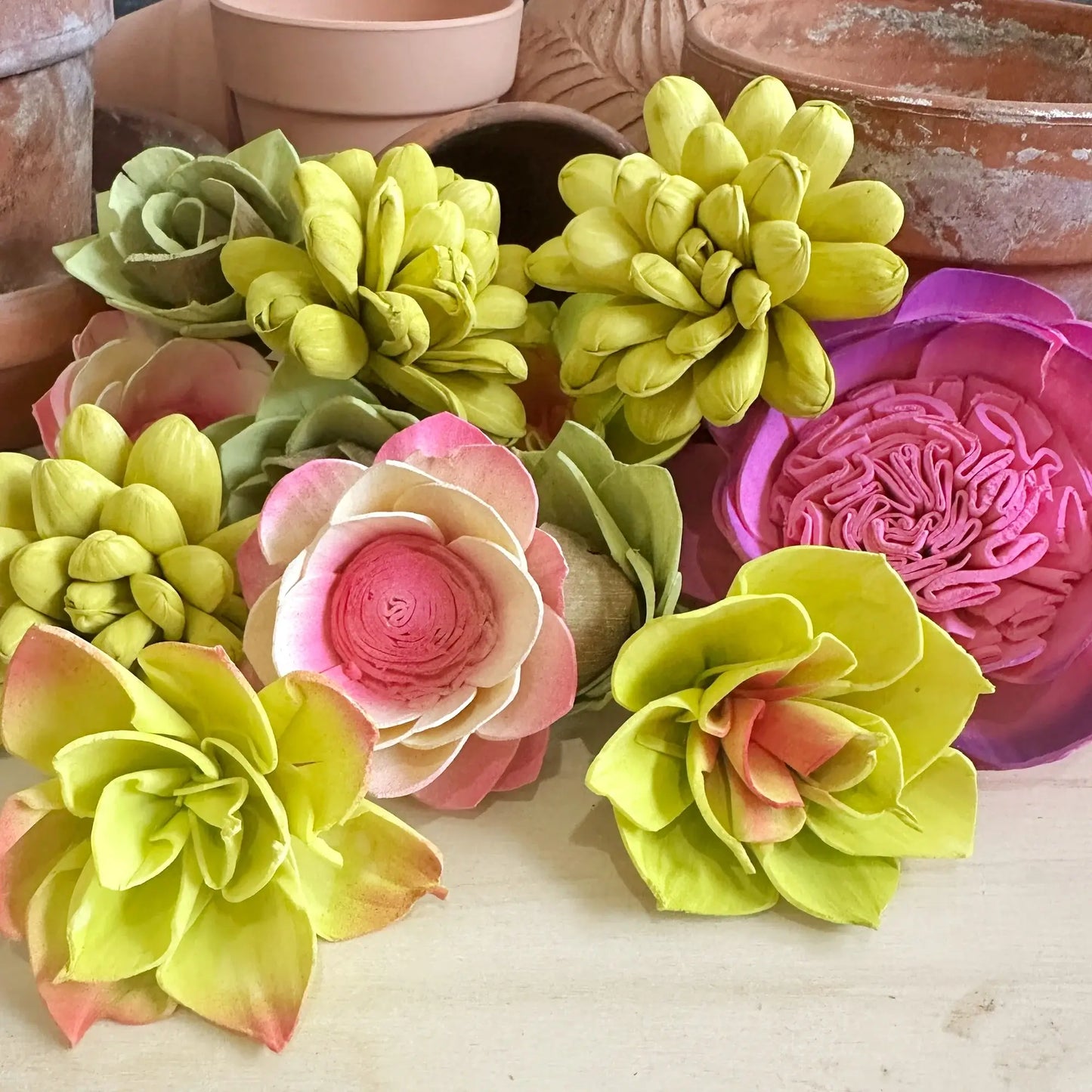 Mad Hatter an Assortment of Hand Painted Succulent Set of 12