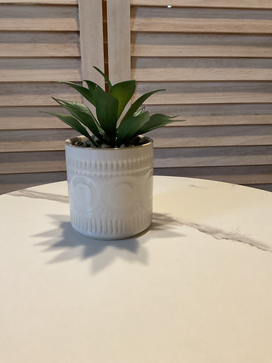 Cream Pot Succulent