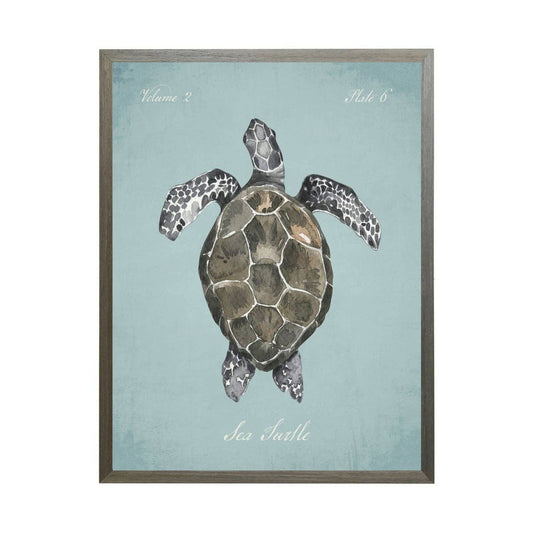 Sea Turtle On Spa Background: Grey Frame 2400-55 Zu / 8" X 10"