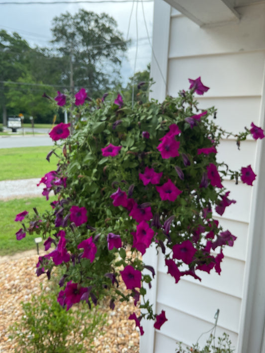 Hanging Basket