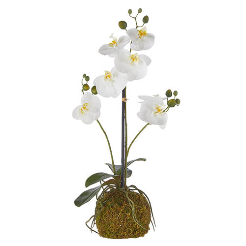 Real Touch White Orchid with Moss Ball