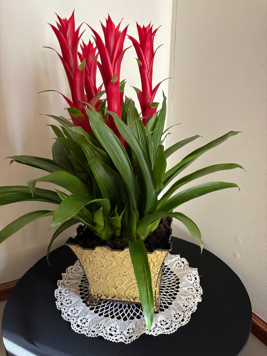 Mandevilla Potted Plant