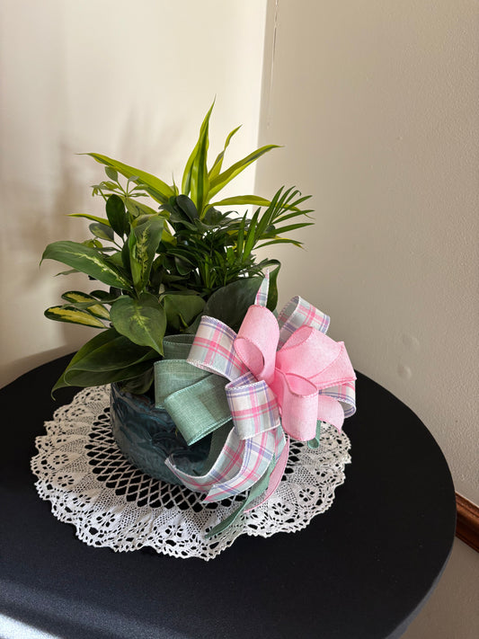 Medium Dish Garden with Bow