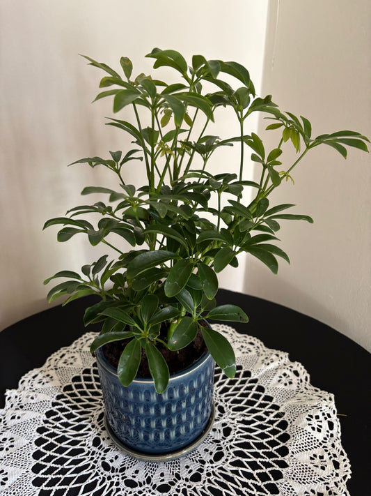 Ficus Potted Tree