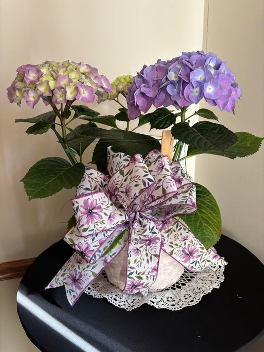 Potted Hydrangea with Bow