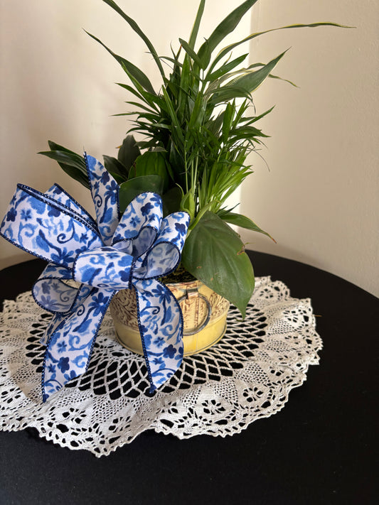 Small Dish Garden with Bow