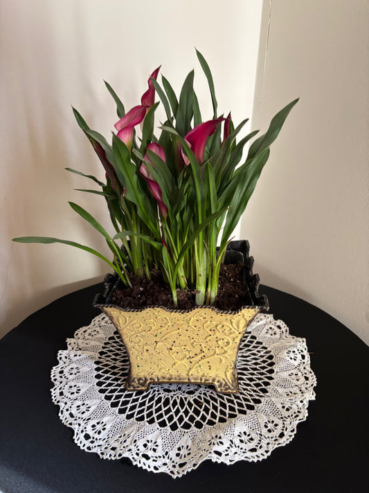Calla Lily