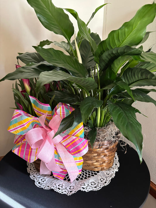 Calla Lily and Peace Lily Double Basket with Bow