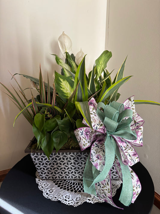 Large Dish Garden with Bow