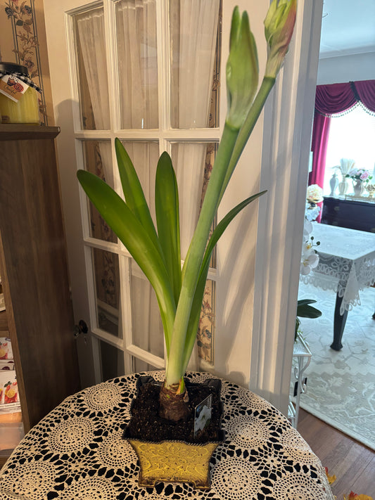 Potted Amaryllis