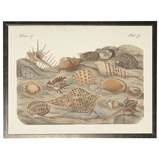 Framed vintage horizontal sealife bookplate F: Silver Frame 10" X 8"