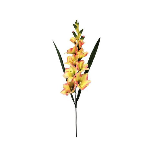 Gladiolus