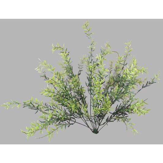 Spingerri Bush