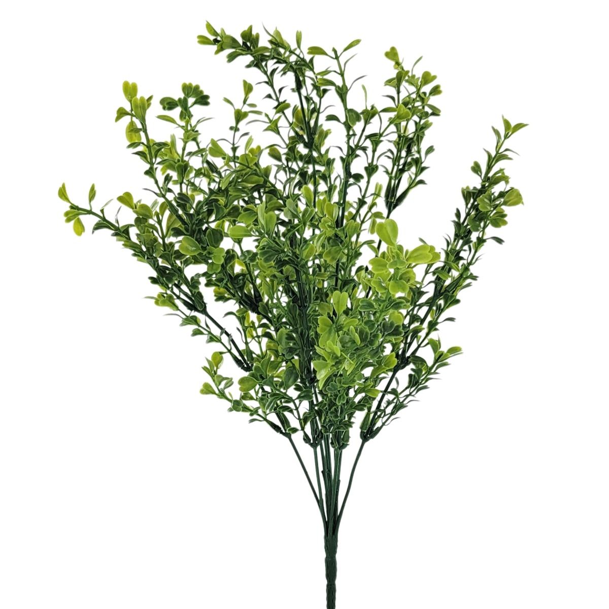 Pea Bush
