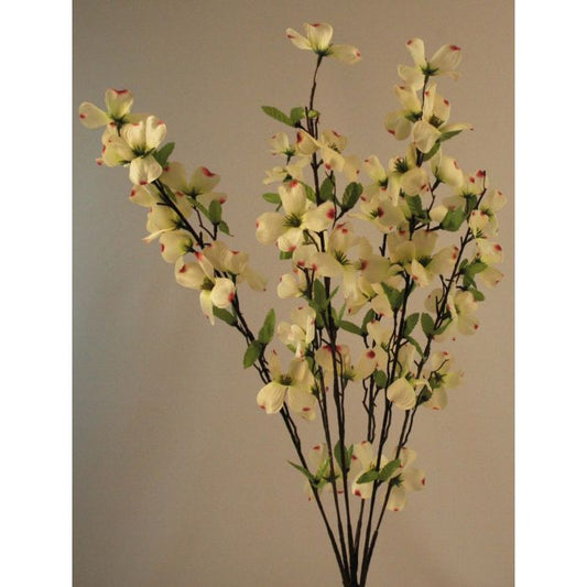 Dogwood Stem