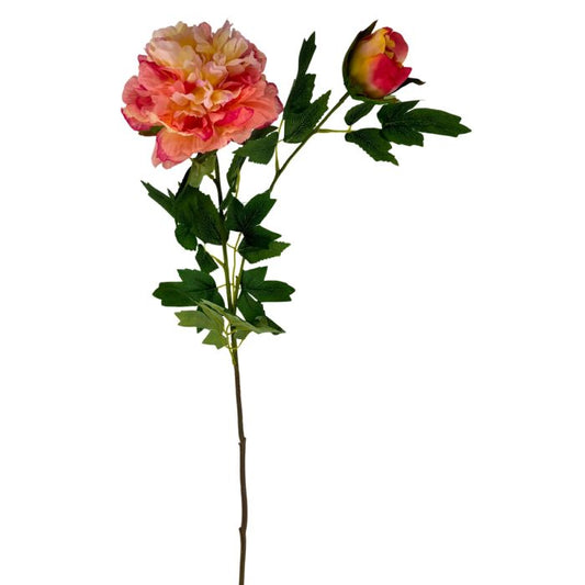 Peony 2 bloom