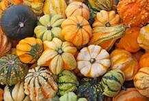 Ornamental  Pumpkins (Small)
